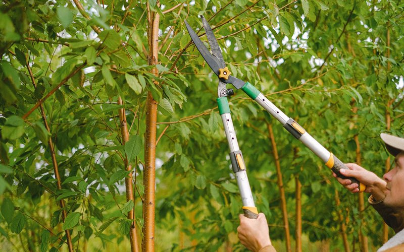 Tree trimming in Donalsonville, GA